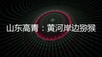 山东高青：黄河岸边猕猴桃 喜获丰收果农乐