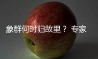 象群何时归故里？ 专家：大约在冬季