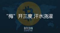 “梅”开三度 汗水浇灌