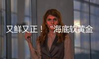 又鲜又正！“海底软黄金” 珠海外伶仃海胆新鲜上岸！