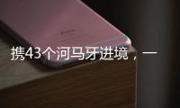携43个河马牙进境�，一男子在拱北口岸被查